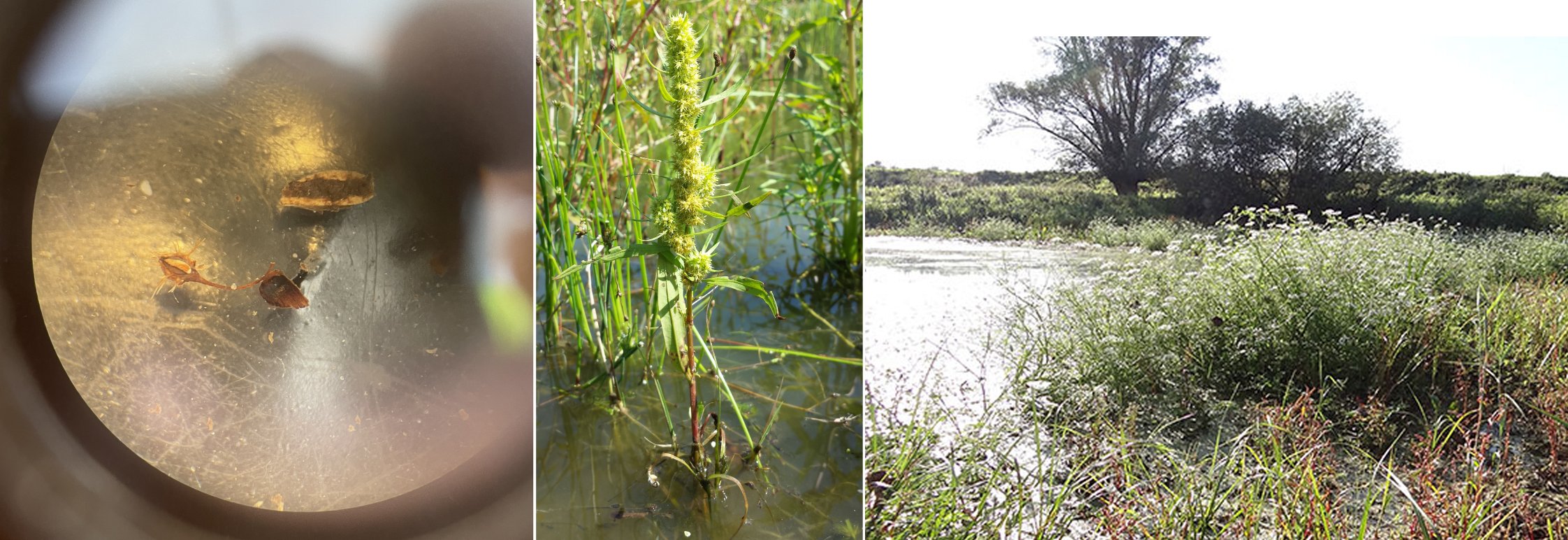 Links: vrucht van goudzuring (Rumex maritimus), midden: goudzuring als plant, rechts: referentielandschap voor natte oeverzone