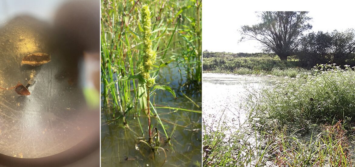 Links: vrucht van goudzuring (Rumex maritimus), midden: goudzuring als plant, rechts: referentielandschap voor natte oeverzone
