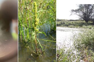 Links: vrucht van goudzuring (Rumex maritimus), midden: goudzuring als plant, rechts: referentielandschap voor natte oeverzone